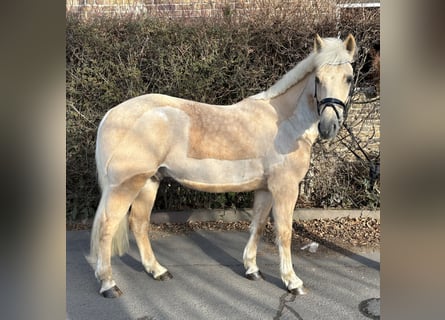 KWPN, Gelding, 7 years, 15,1 hh, Palomino