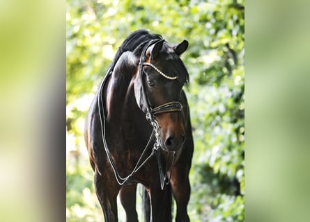 KWPN, Gelding, 7 years, 15,2 hh, Bay-Dark