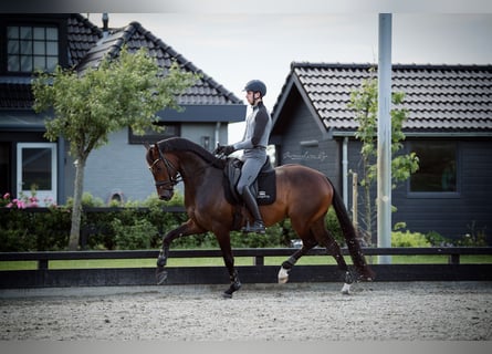 KWPN, Gelding, 7 years, 16,1 hh, Brown