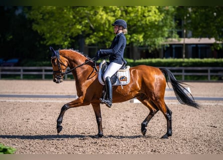 KWPN, Gelding, 7 years, 16,1 hh