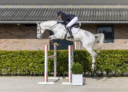 KWPN, Gelding, 7 years, 16,1 hh, Gray-Dapple