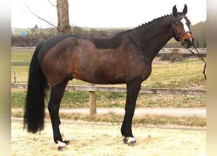 KWPN, Gelding, 7 years, 16.1 hh, Smoky-Black