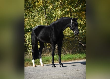 KWPN, Gelding, 7 years, 16,2 hh, Black