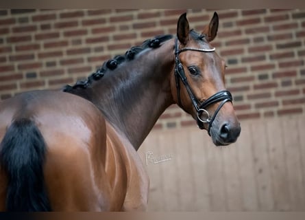 KWPN, Gelding, 7 years, 16.2 hh, Brown