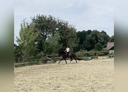 KWPN, Gelding, 7 years, 16,2 hh, Brown