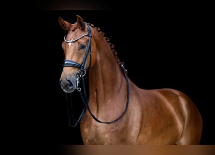 KWPN, Gelding, 7 years, 16,2 hh, Chestnut-Red