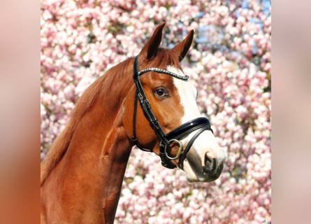 KWPN, Gelding, 7 years, 16.2 hh, Chestnut-Red