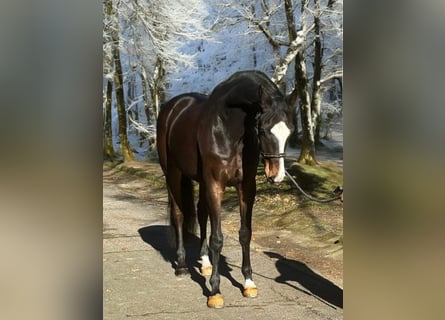 KWPN, Gelding, 7 years, 16.3 hh, Bay-Dark