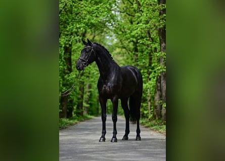 KWPN, Gelding, 7 years, 16.3 hh, Black