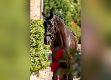 KWPN, Gelding, 7 years, 16,1 hh, Black