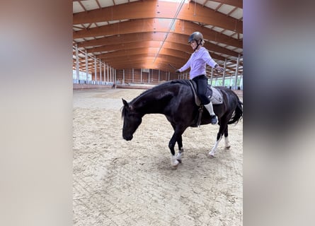 KWPN, Gelding, 7 years, 16,1 hh, Black