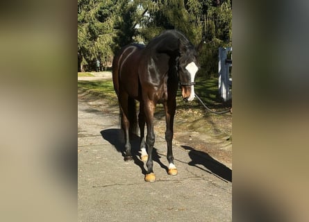 KWPN, Gelding, 7 years, 16,2 hh, Bay