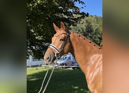 KWPN, Gelding, 7 years, 16,3 hh, Chestnut-Red