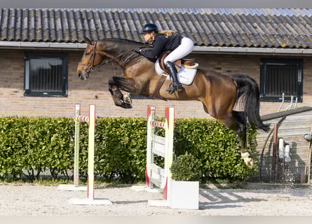 KWPN, Gelding, 7 years, 17.1 hh, Brown