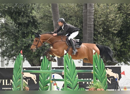 KWPN, Gelding, 7 years, 17 hh, Brown