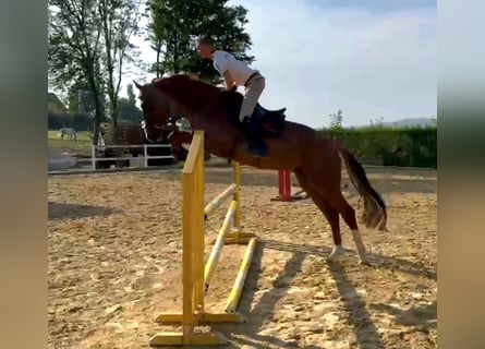 KWPN, Gelding, 7 years, 17 hh, Chestnut-Red