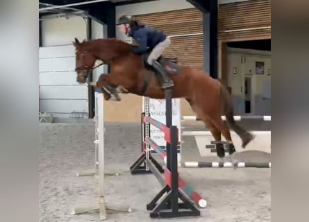 KWPN, Gelding, 7 years, 17 hh, Chestnut-Red