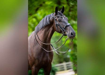 KWPN, Gelding, 7 years, Black