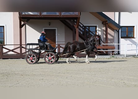 KWPN, Gelding, 7 years, Chestnut-Red