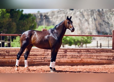 KWPN, Gelding, 8 years, 16.1 hh, Bay-Dark