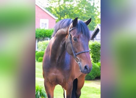 KWPN, Gelding, 8 years, 16,1 hh, Bay-Dark