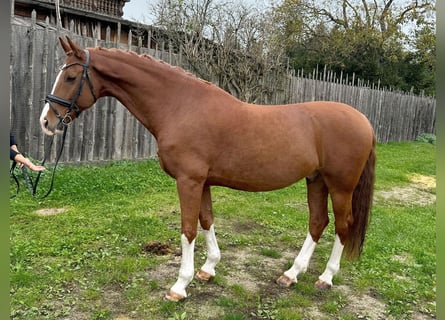 KWPN, Gelding, 8 years, 16,1 hh, Chestnut-Red