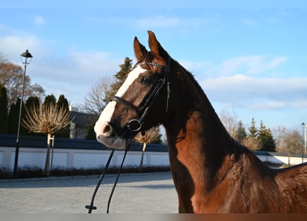 KWPN, Gelding, 8 years, 16,1 hh, Chestnut-Red