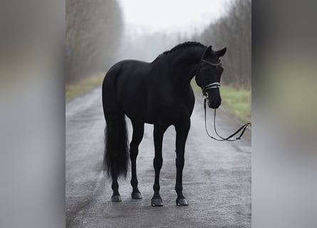 KWPN, Gelding, 8 years, 16,2 hh, Black