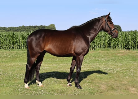 KWPN, Gelding, 8 years, 16.2 hh, Brown