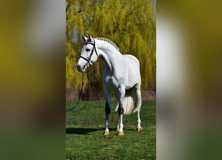 KWPN, Gelding, 8 years, 16.2 hh, Grey