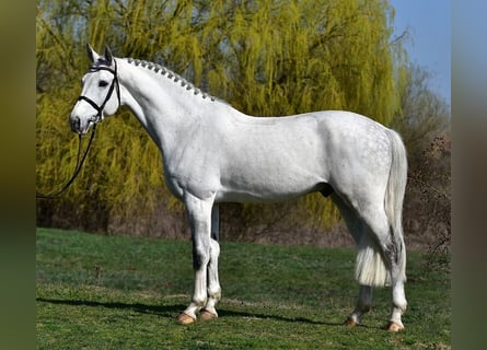 KWPN, Gelding, 8 years, 16.2 hh, Grey