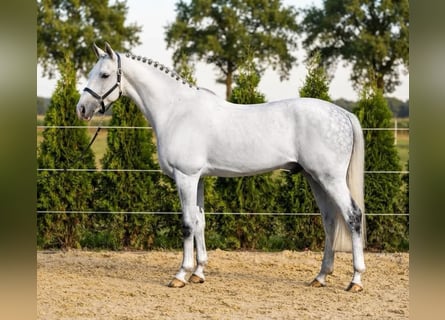 KWPN, Gelding, 8 years, 16.2 hh, Grey