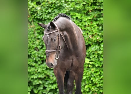 KWPN, Gelding, 8 years, 16.2 hh, Smoky-Black