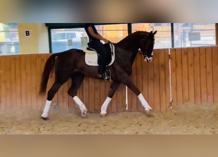 KWPN, Gelding, 8 years, 16,2 hh, Sorrel