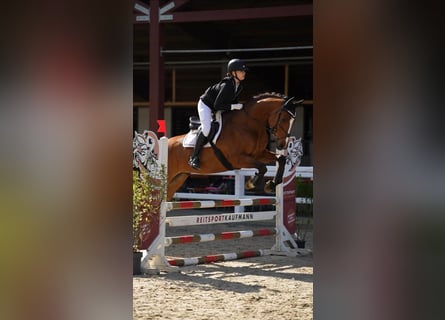 KWPN, Gelding, 8 years, 16.3 hh, Brown