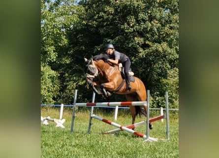 KWPN, Gelding, 8 years, 16.3 hh, Brown