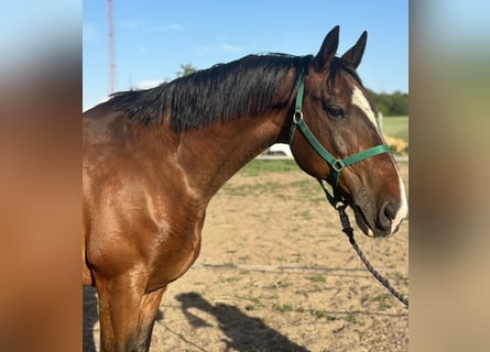 KWPN Mix, Gelding, 8 years, 16 hh, Bay
