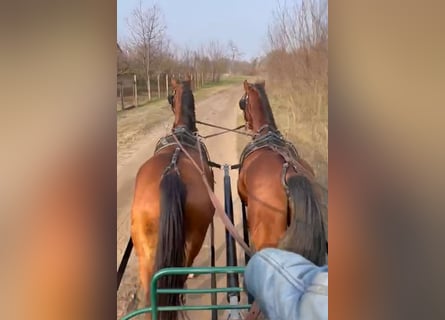 KWPN Mix, Gelding, 8 years, 16 hh, Brown