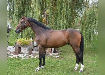 KWPN, Gelding, 8 years, 16,1 hh, Brown