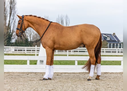 KWPN, Gelding, 8 years, 16,1 hh, Chestnut-Red