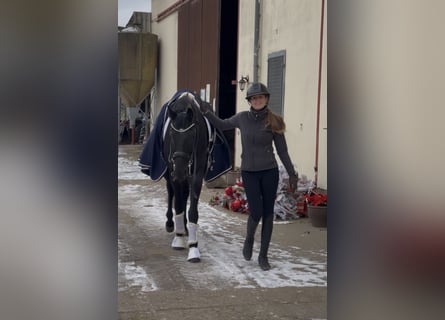 KWPN, Gelding, 8 years, 16,2 hh, Black