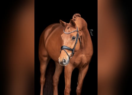 KWPN, Gelding, 8 years, 16,3 hh, Chestnut-Red