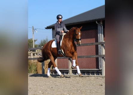 KWPN, Gelding, 8 years, 17,1 hh, Chestnut-Red