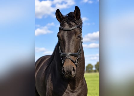 KWPN, Gelding, 8 years, 17 hh, Brown
