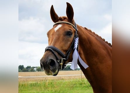 KWPN, Gelding, 8 years, 17 hh, Chestnut-Red