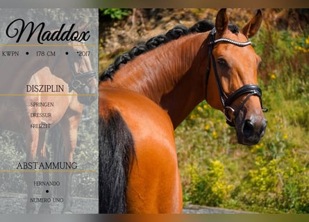 KWPN, Gelding, 8 years, 17,1 hh, Brown