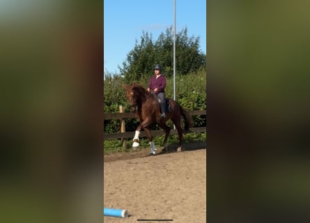 KWPN, Gelding, 8 years, 18 hh, Chestnut-Red