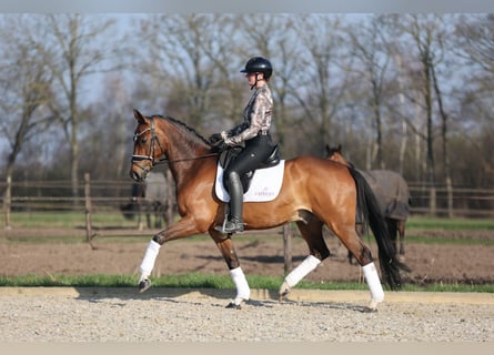 KWPN, Gelding, 9 years, 16,1 hh, Brown