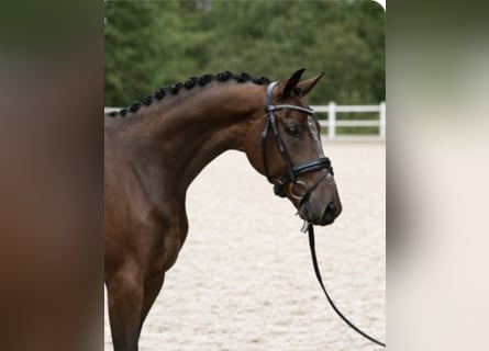 KWPN, Gelding, 9 years, 16.1 hh, Brown