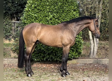 KWPN, Gelding, 9 years, 16,2 hh, Brown